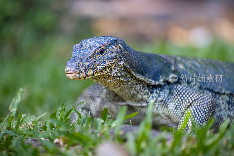 亚洲水监测器，Varanus salvator，在曼谷一个公园的草坪上